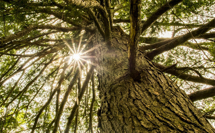 國家林草局張煒:大力發(fā)展林業(yè)生物質(zhì)能源和木竹替代 實(shí)現(xiàn)生物減排固碳 國家林草局張煒:大力發(fā)展林業(yè)生物質(zhì)能源和木竹替代 實(shí)現(xiàn)生物減排固碳
