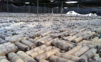 廢舊菌棒如何廢物利用？用鋸末顆粒機(jī)能增加收入