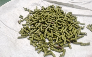 鋸末顆粒一噸能賺多少？顆粒機(jī)廠家給你算了一筆賬